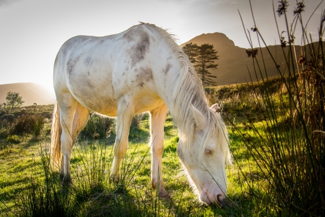 White horse in the glow of an autumn evening